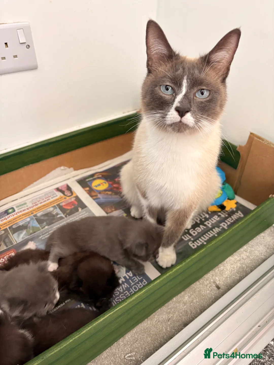 Mixed Breed cats for sale: Adorable Ragdoll Mix Fluffy kittens x4 - Advert 2