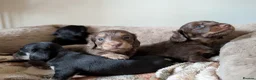 Miniature Dachshund dogs for sale: Miniature Dachshund Puppies - Advert 6
