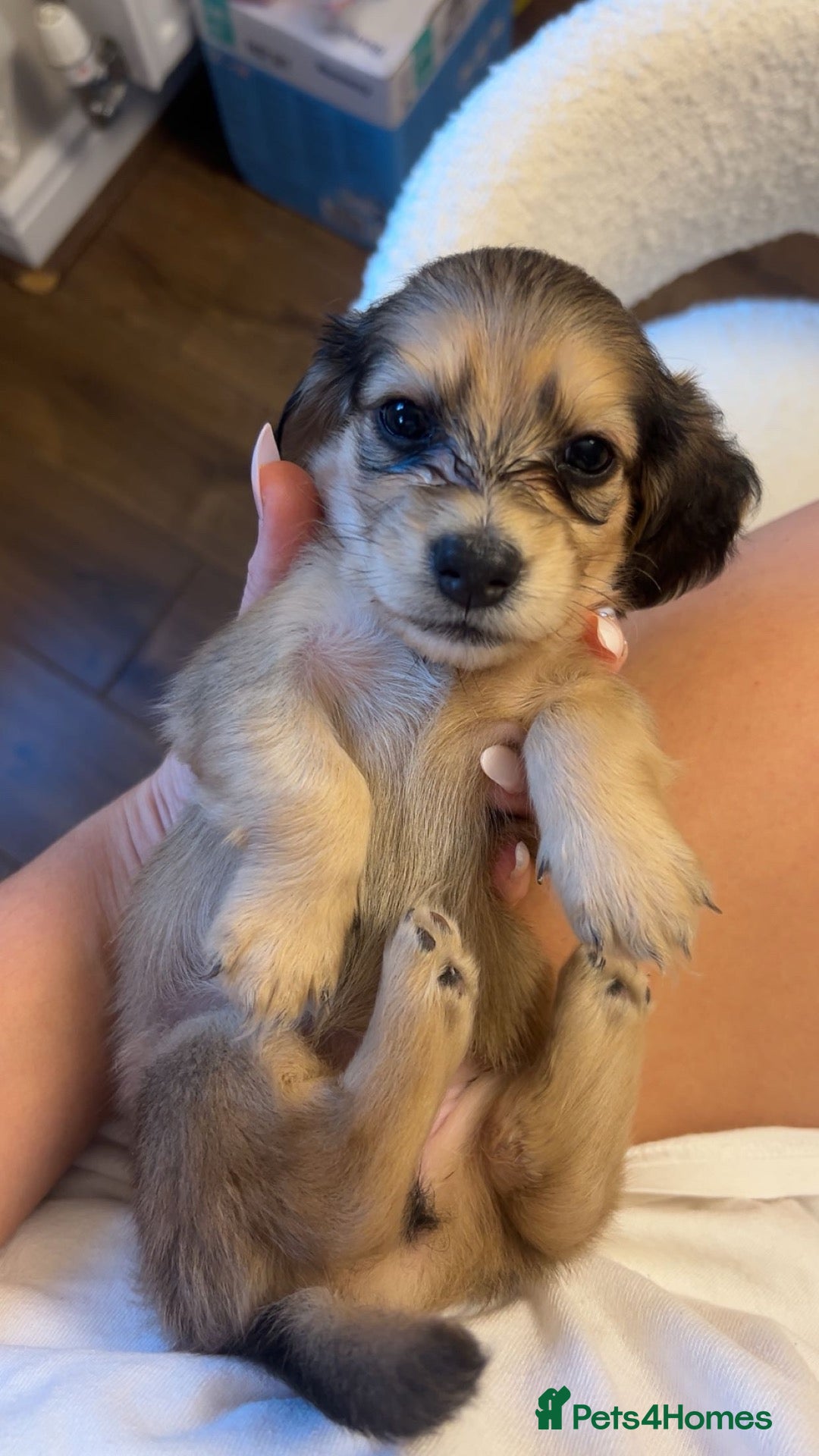 Miniature Dachshund dogs Shaded cream mini longhaired dachshund for sale  - Advert 13