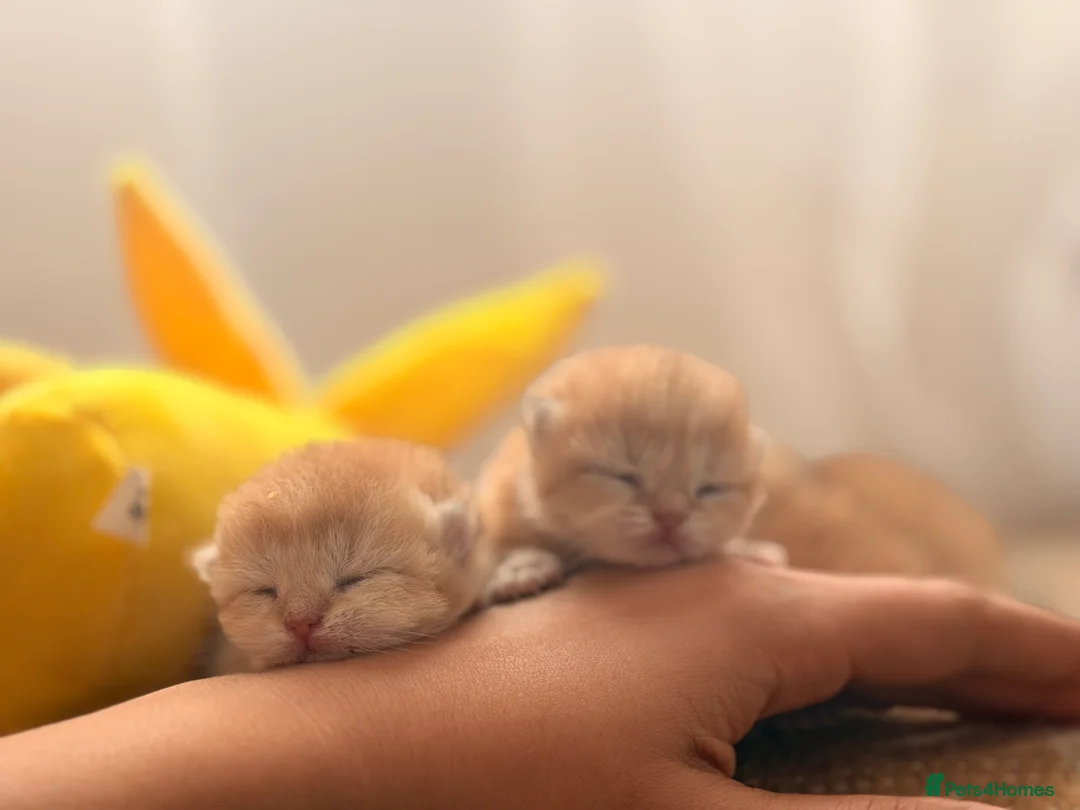 British Shorthair cats for sale: Golden stars 🌟  - Advert 2