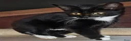 Mixed Breed cats for sale: Black and white kittens for sale  - Advert 2