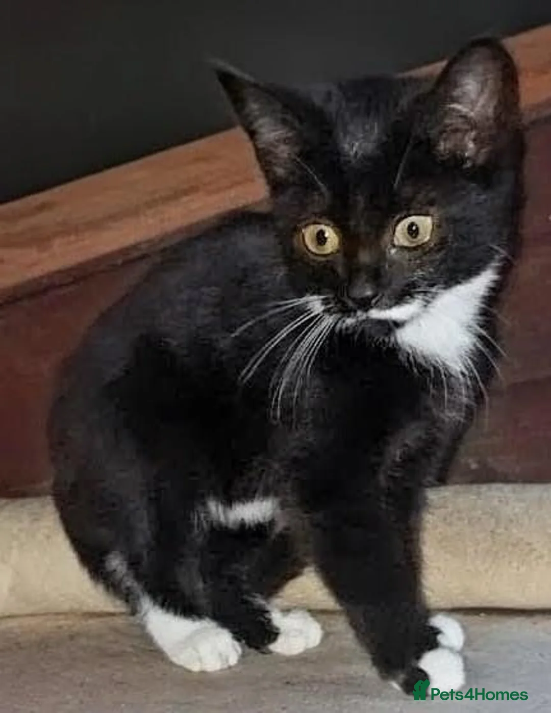 Mixed Breed cats for sale: Black and white kittens for sale  - Advert 2