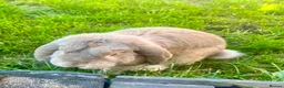 French Lop rabbits for sale: Male French lop  - Advert 2