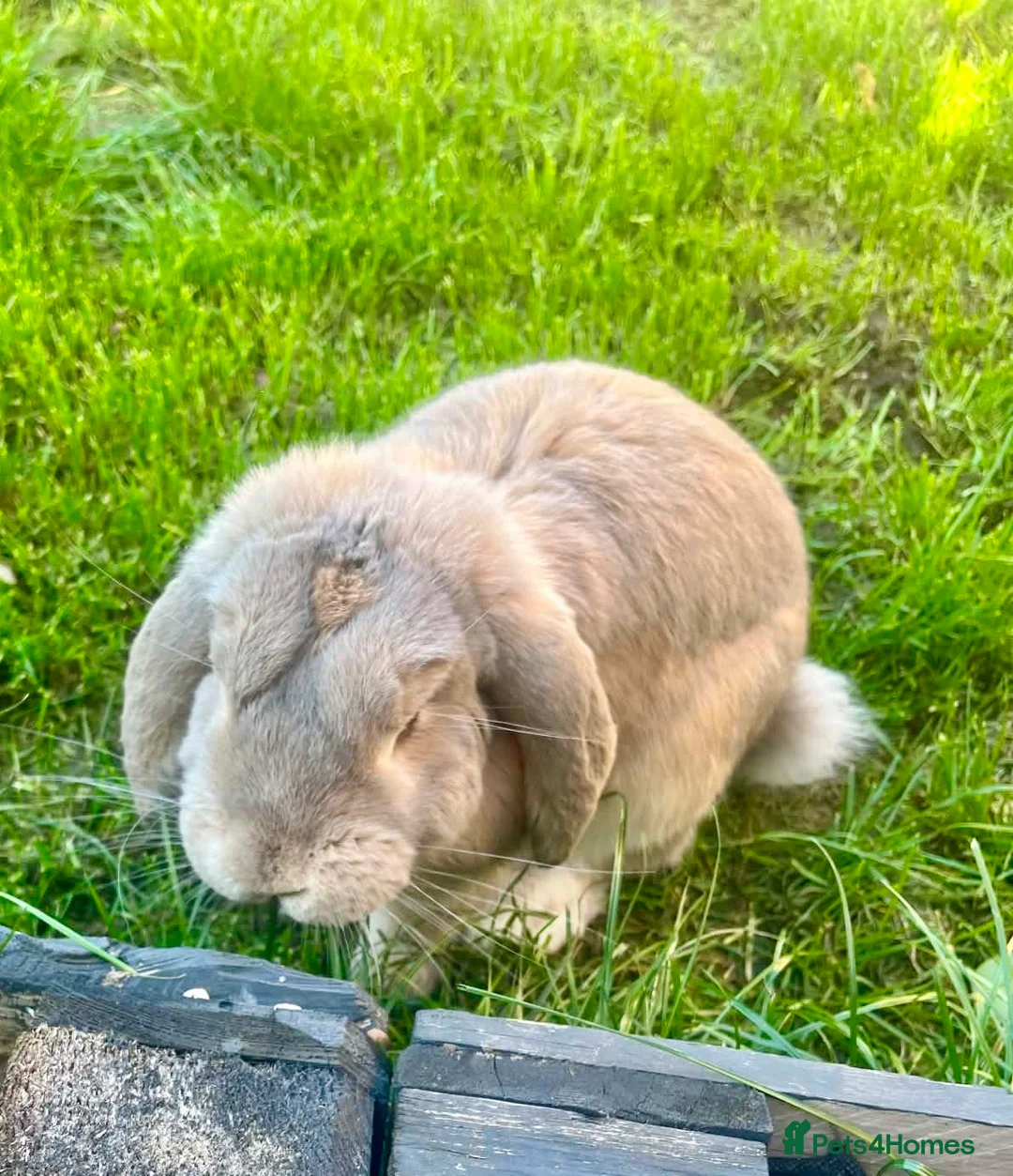 French Lop rabbits for sale: Male French lop  - Advert 2