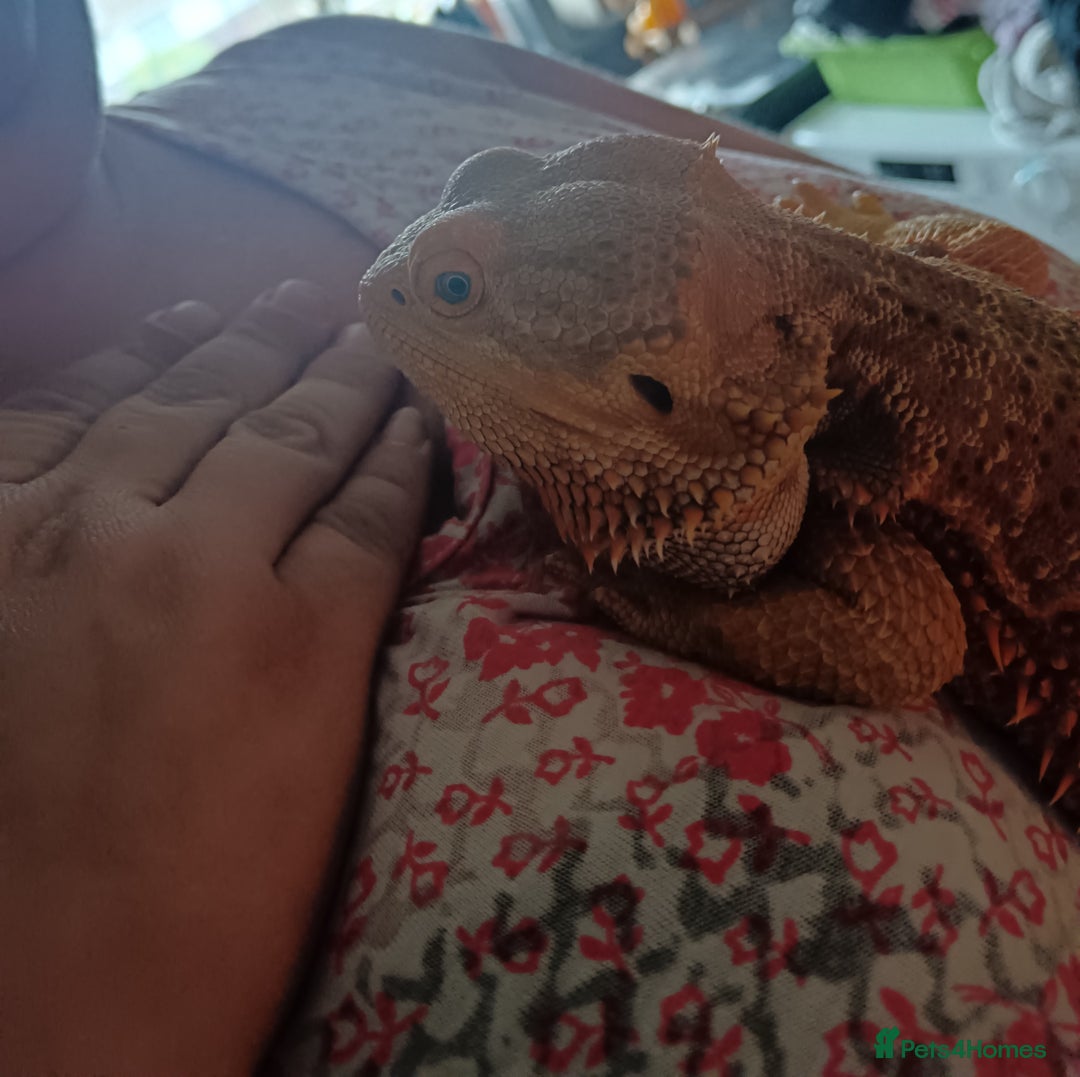 Bearded Dragon reptiles for sale: Male bearded dragon 3 years old full set up - Image 3
