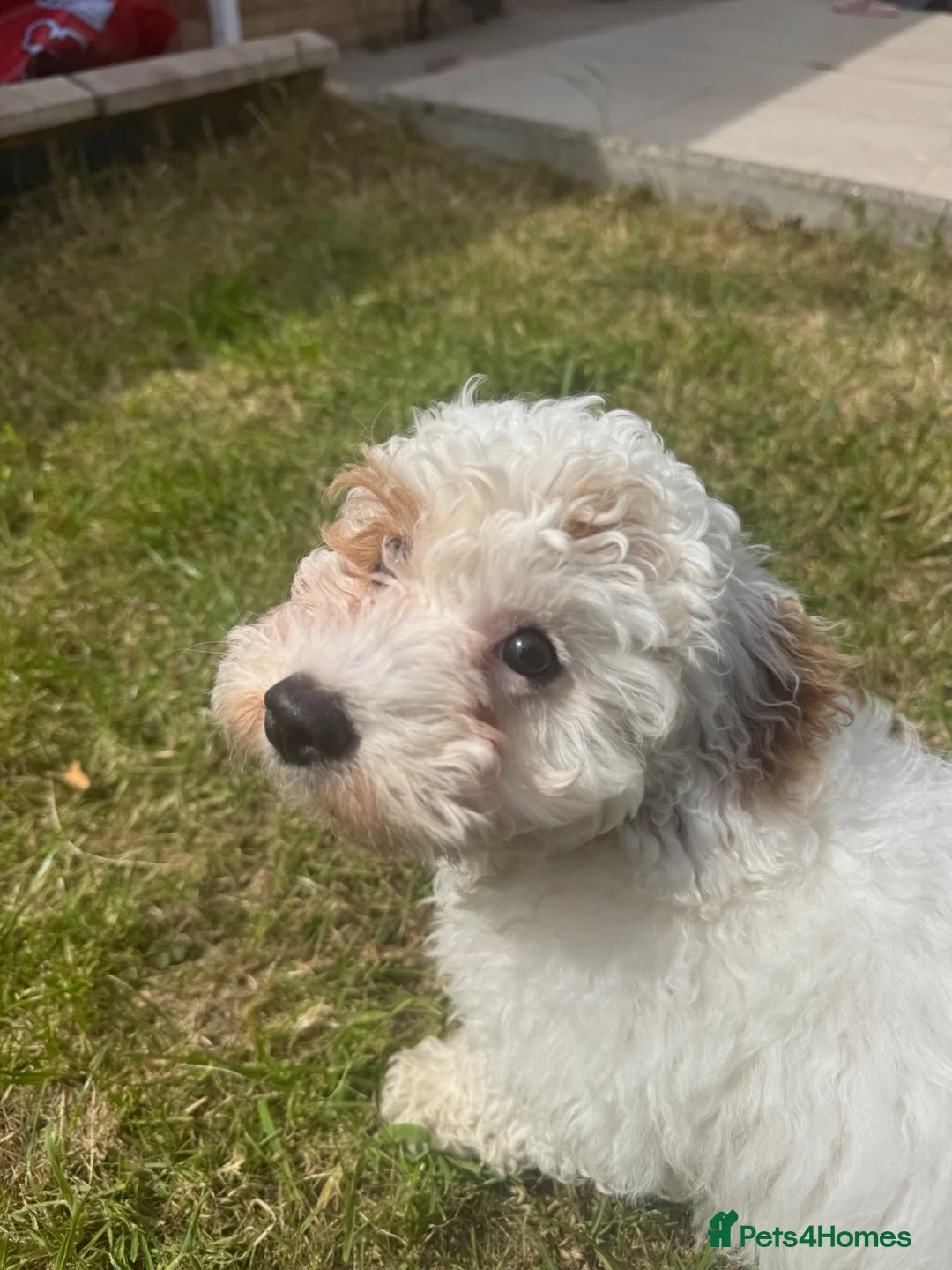 Maltipoo dogs for sale: Gorgeous Female Maltipoo for sale in Hemel Hempstead - Advert 2