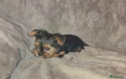 Yorkshire Terrier dogs for sale: Special offer!!! Gorgeous Yorkie puppies - Image 2