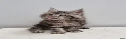 Maine Coon cats for sale: Registered Pedigree Maine Coon Kittens for sale  - Advert 32