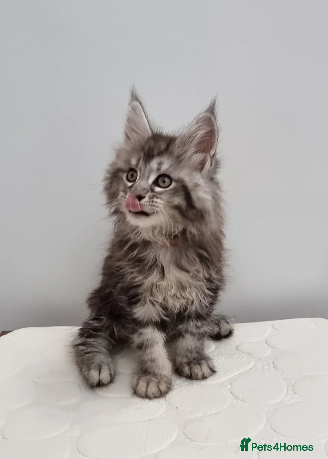Maine Coon cats for sale: Registered Pedigree Maine Coon Kittens for sale  - Advert 1