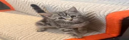 Mixed Breed cats for sale: 4 Kittens Looking for Their Forever Homes 🐾 - Advert 19
