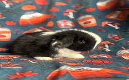 Mini Lop rabbits for sale: Outstanding mini lop litter - Advert 12