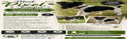 Fox Terrier dogs for adoption: Pixel aka Jumper – Female Fox Terrier - Advert 2