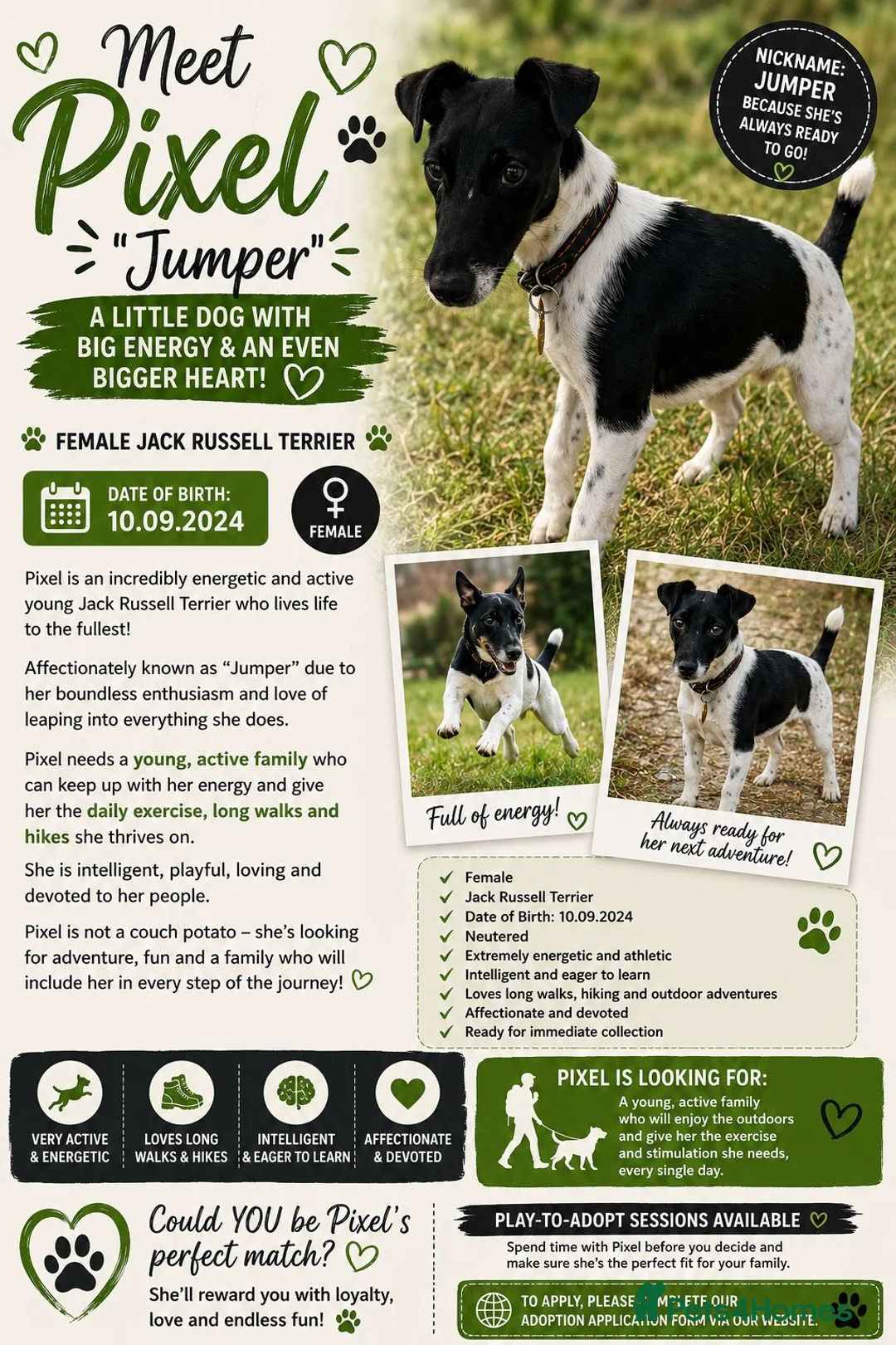 Fox Terrier dogs for adoption: Pixel aka Jumper – Female Fox Terrier - Advert 2