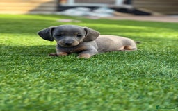 Miniature Dachshund dogs for sale: 🐾 stunning Miniature dachshund pups🐾  - Image 4