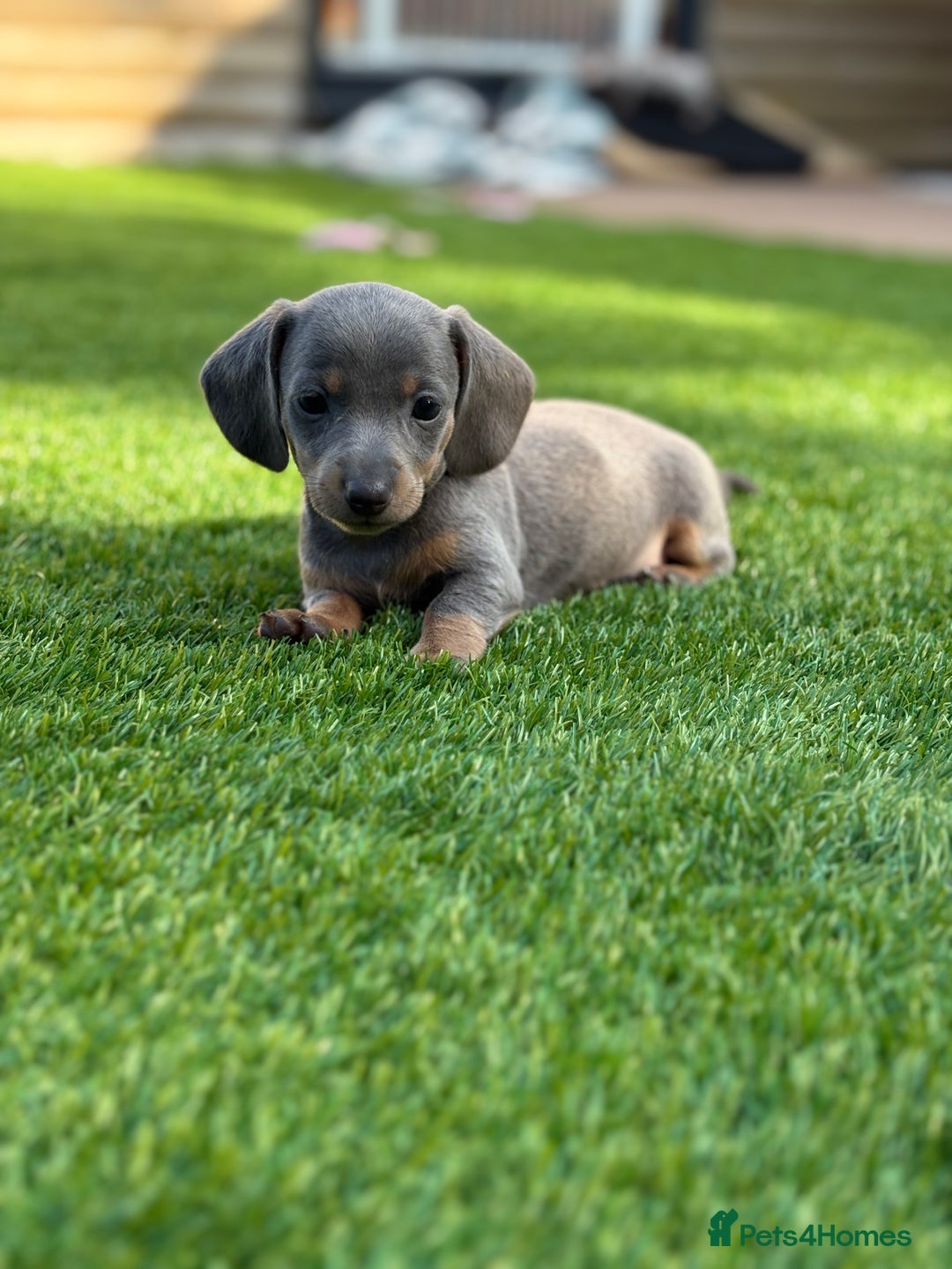 Miniature Dachshund dogs for sale: 🐾 stunning Miniature dachshund pups🐾  - Image 4