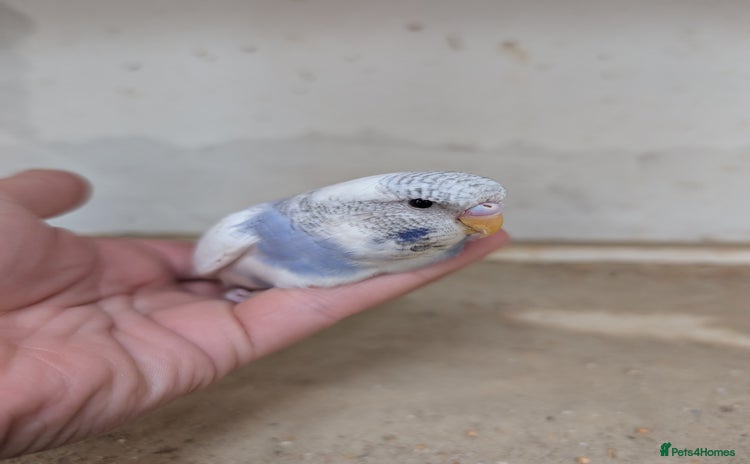 Budgerigars birds - Advert 2