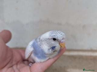 Budgerigars birds - Advert 13