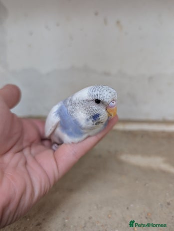Budgerigars birds - Advert 6