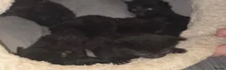 Mixed Breed cats for sale: Full black kittens - Advert 7