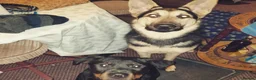 German Shepherd dogs for sale: ⭐ Rare East European Shepherd Puppies UK - Advert 33