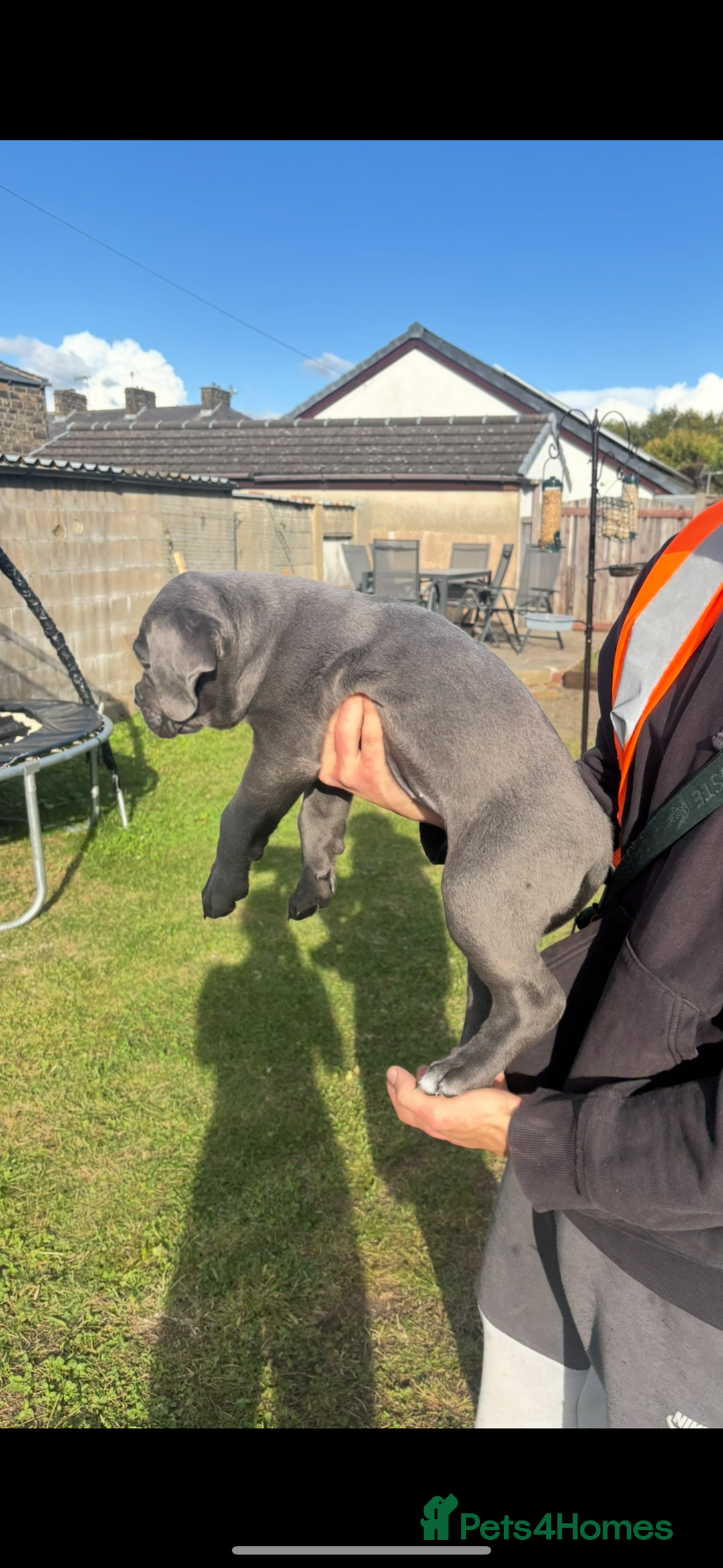 Cane Corso dogs for sale: Cane corso puppies looking for their forever homes - Image 15