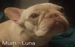 French Bulldog dogs for sale: Gorgeous Blue French Bulldog Girl - Image 10