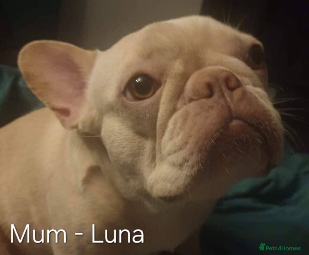 French Bulldog dogs for sale: Gorgeous Blue French Bulldog Girl - Image 10