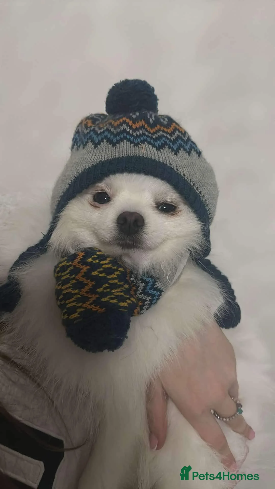 Pomeranian dogs for stud: Olaf white Pomeranian stud in Liverpool - Advert 13