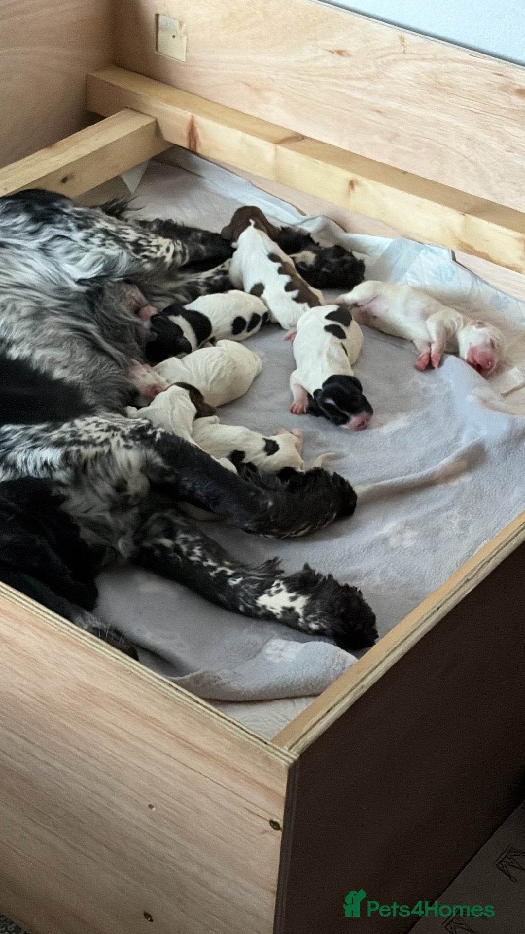 Sprocker dogs Sprocker Puppies for sale - Advert 17
