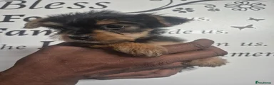 Yorkshire Terrier 4