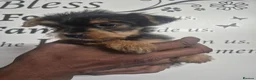 Yorkshire Terrier dogs for sale: 5 beautiful full breed yorkies for sale - Advert 10