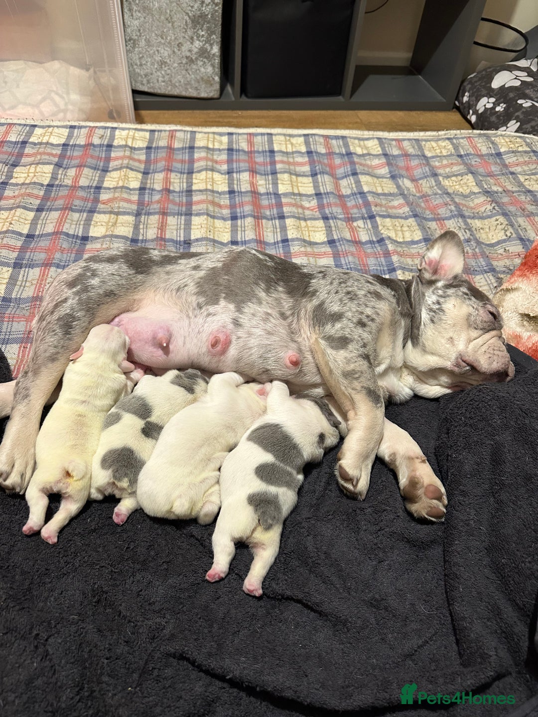 French Bulldog dogs for sale: French bulldog “fluffy” - Advert 6