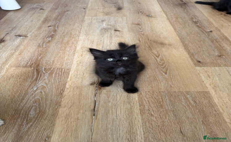 Persian cats - Advert 9