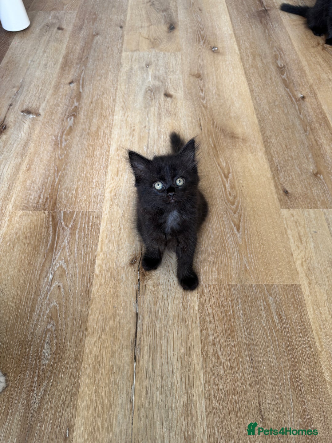 Persian cats for sale: Persian / British shorthair mix 🩷8 weeks old 🩷 - Image 9