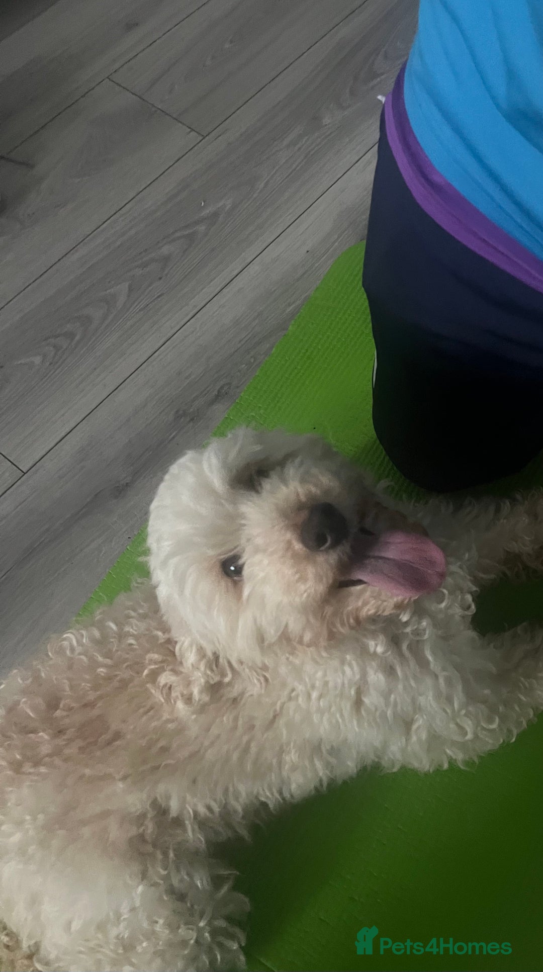 Mixed Breed dogs for sale: Westiepoo pups x2 - Advert 2