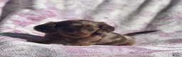 Miniature Dachshund dogs for sale: Miniature long haired dachshund  in Leeds - Advert 7