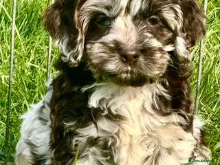 Cockapoo dogs Chocolate merl and tan point American cockapoo - Advert 5