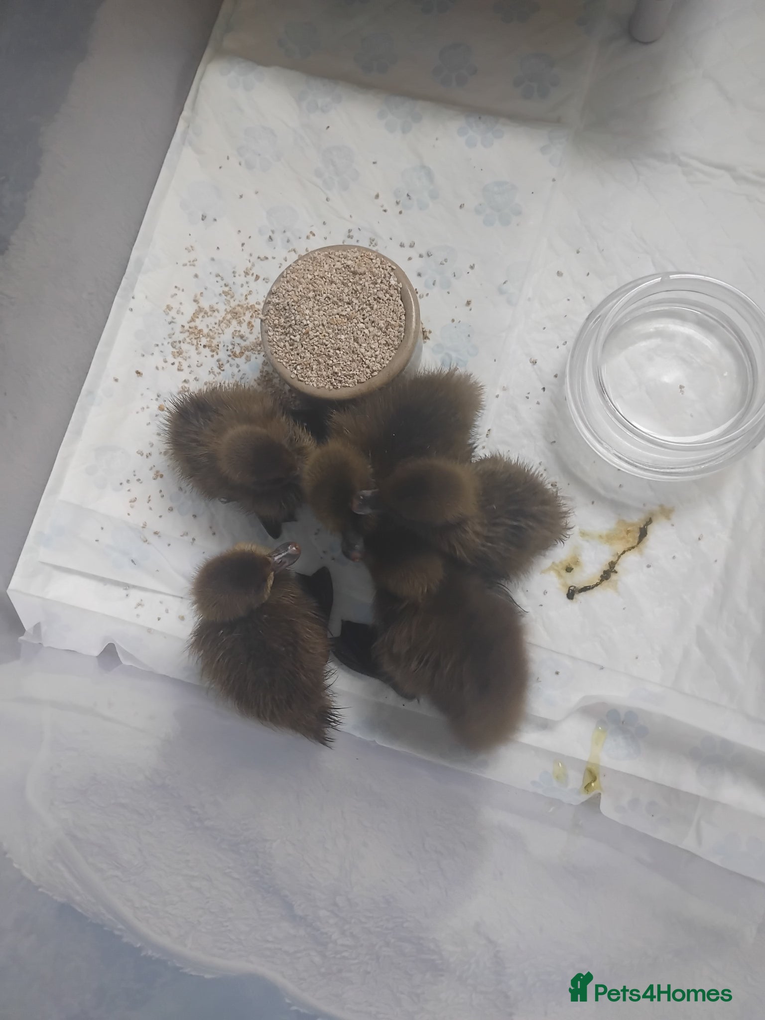 Ducks poultry Khaki campbell ducklings - Advert 1