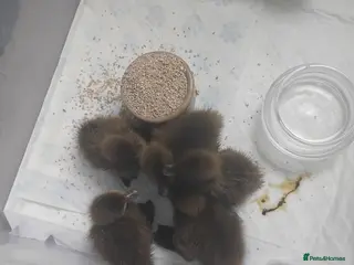 Ducks poultry Khaki campbell ducklings - Advert 1