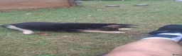 German Shepherd dogs for sale: Beautiful GSD puppies  - Advert 13