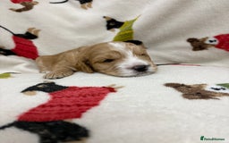 Cockapoo dogs for sale: Five Beautiful Cockerpoo Puppies  - Image 6