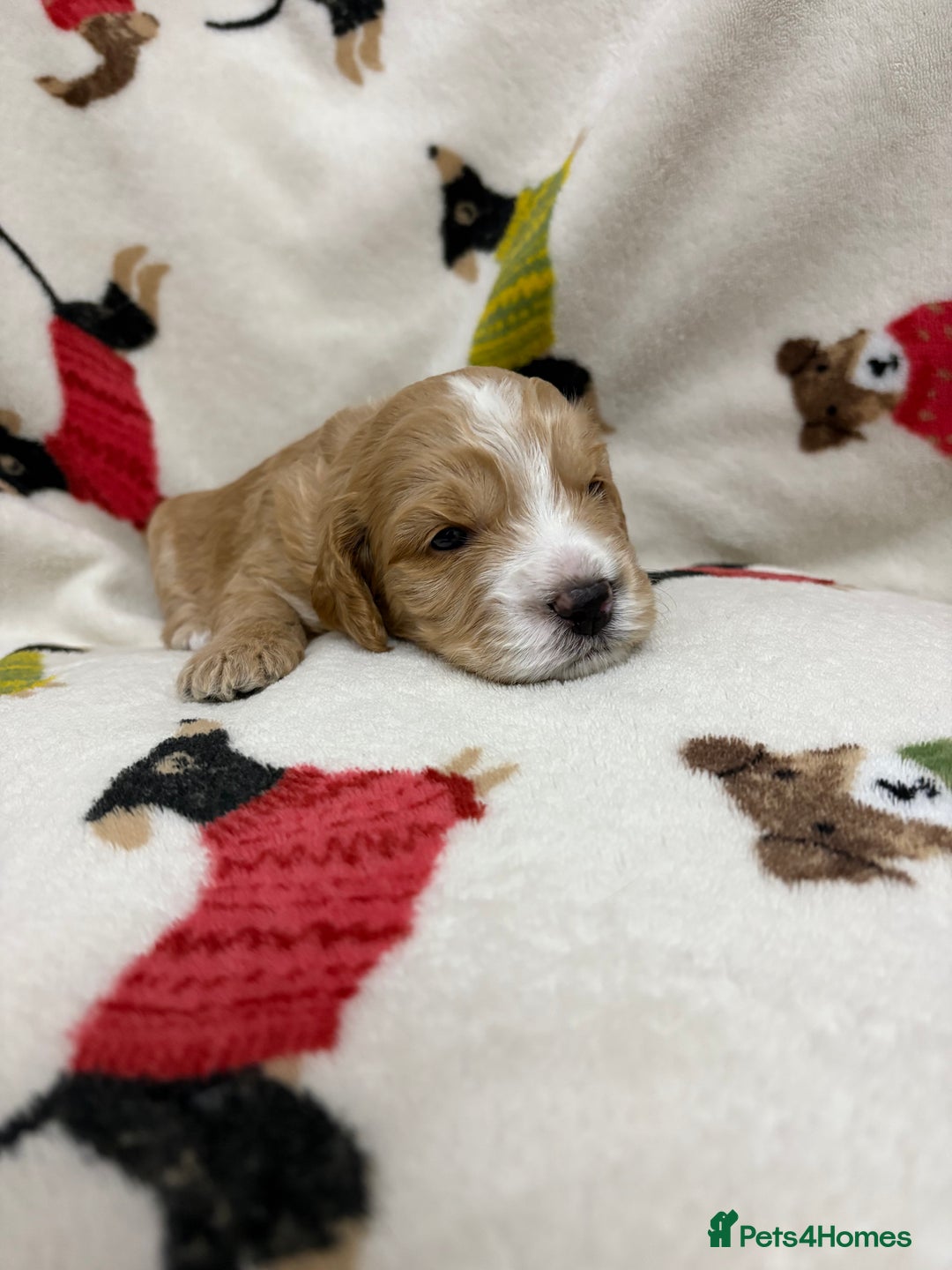 Cockapoo dogs for sale: Five Beautiful Cockerpoo Puppies  - Image 6