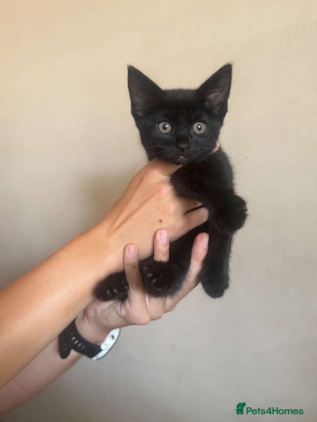Mixed Breed cats for sale: Mixed litter  - Advert 2