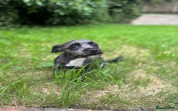 Mixed Breed dogs for stud: Looking for male stud  - Image 4
