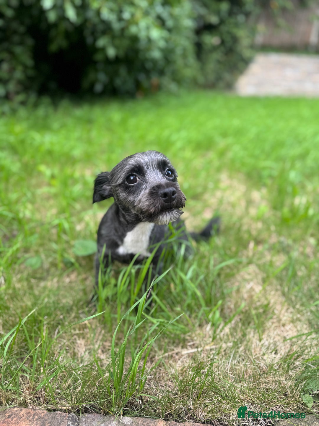 Mixed Breed dogs for stud: Looking for male stud  - Image 4