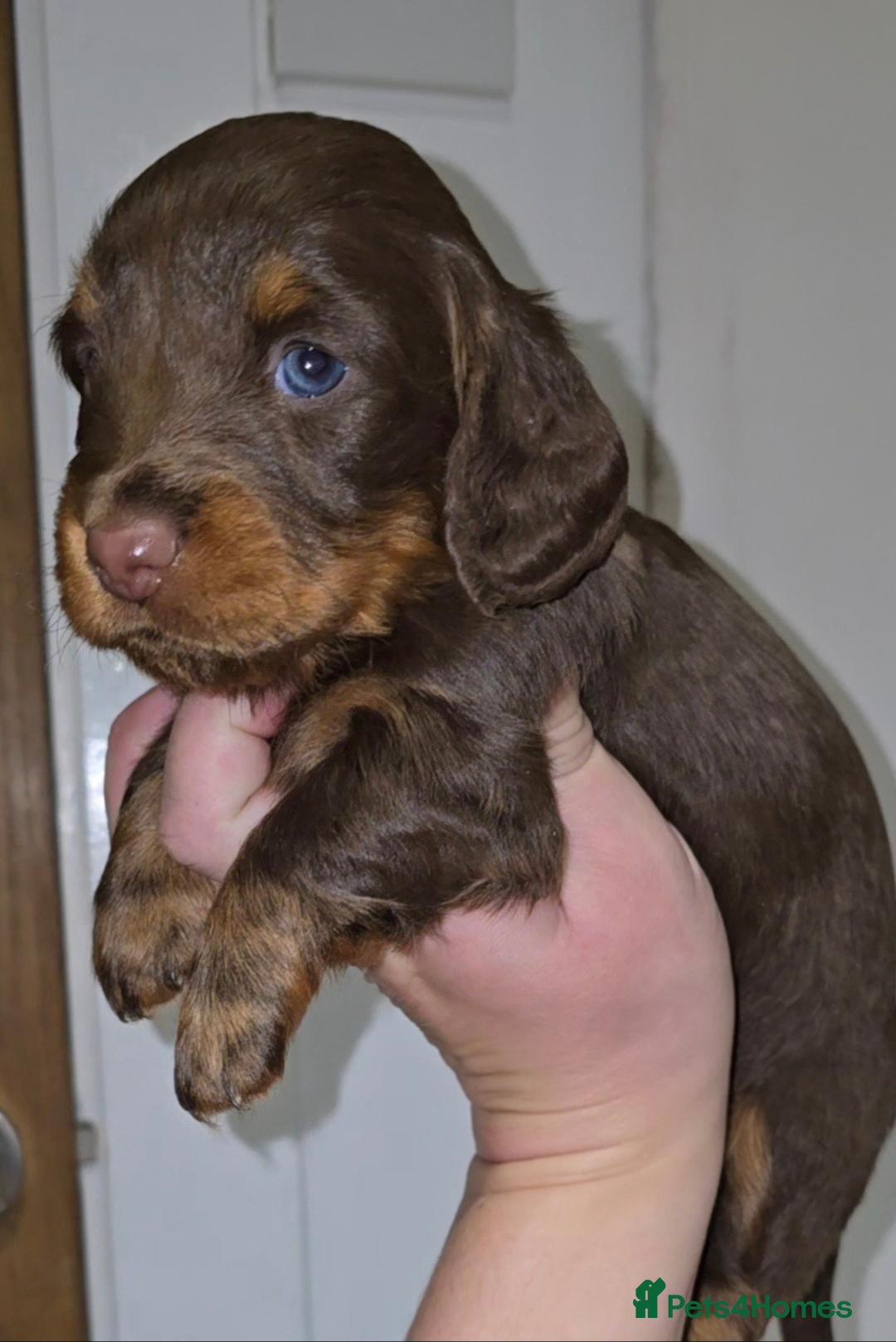 Miniature Dachshund dogs Two remaining, Chocolate&Tan miniature dachshunds - Advert 3