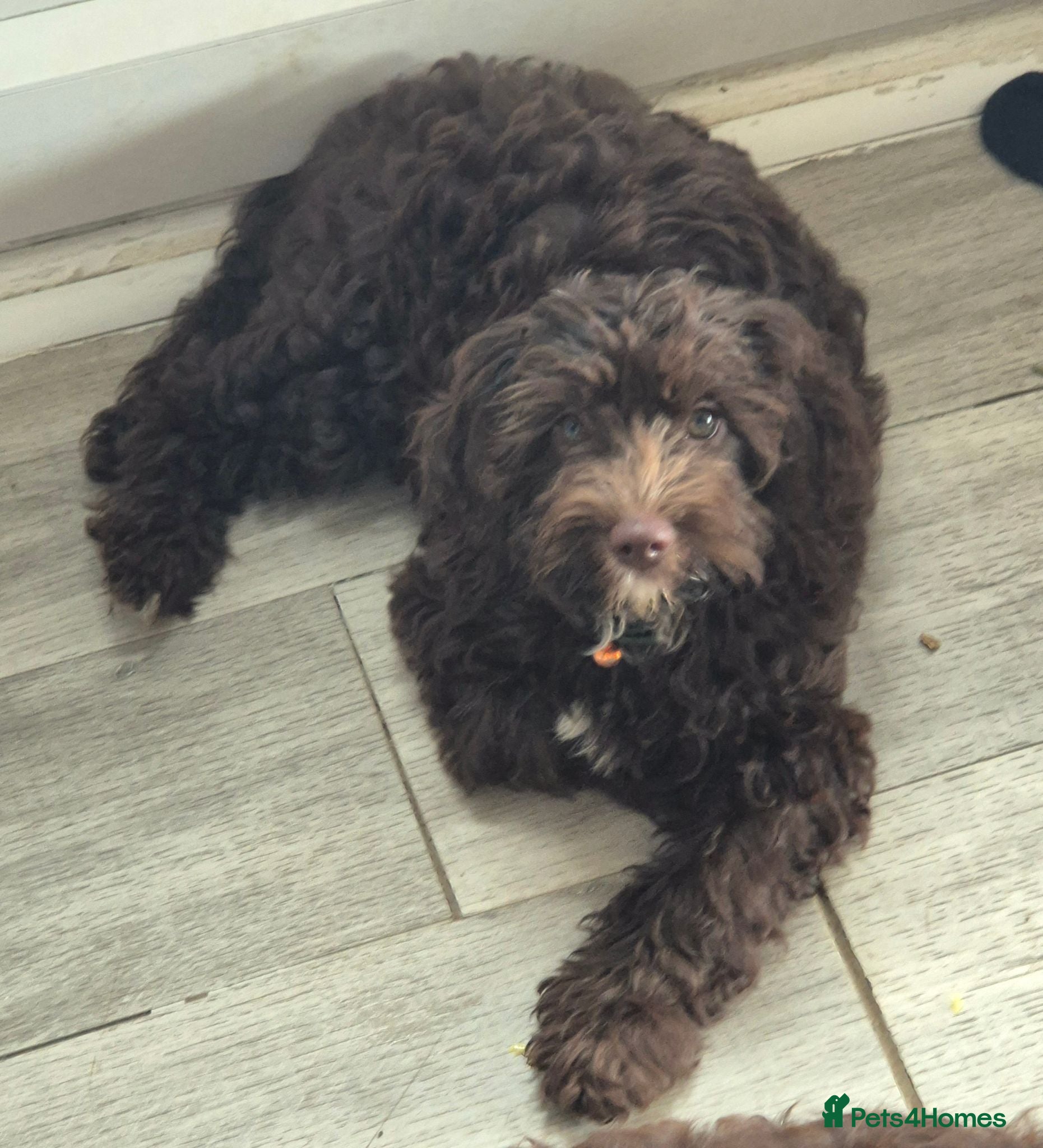 Cavapoo dogs Paddington- f1 chocolate cavapoo - Advert 1