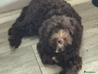 Cavapoo dogs Paddington- f1 chocolate cavapoo - Advert 1