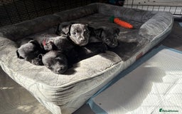 Patterdale Terrier dogs for sale: Patterdale puppies  - Image 1