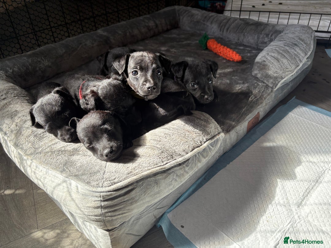 Patterdale Terrier dogs for sale: Patterdale puppies  - Image 1